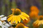 Least skipper on yellow coneflower, echinacea. Art Print